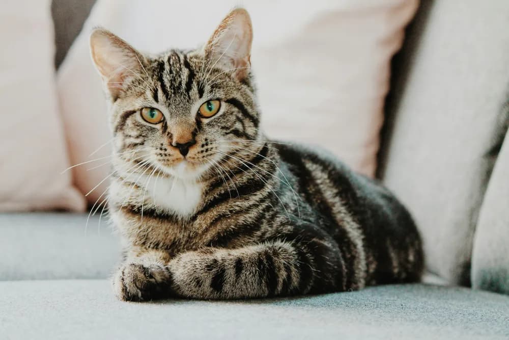 Gato atigrado descansando tranquilo en el sofá de casa